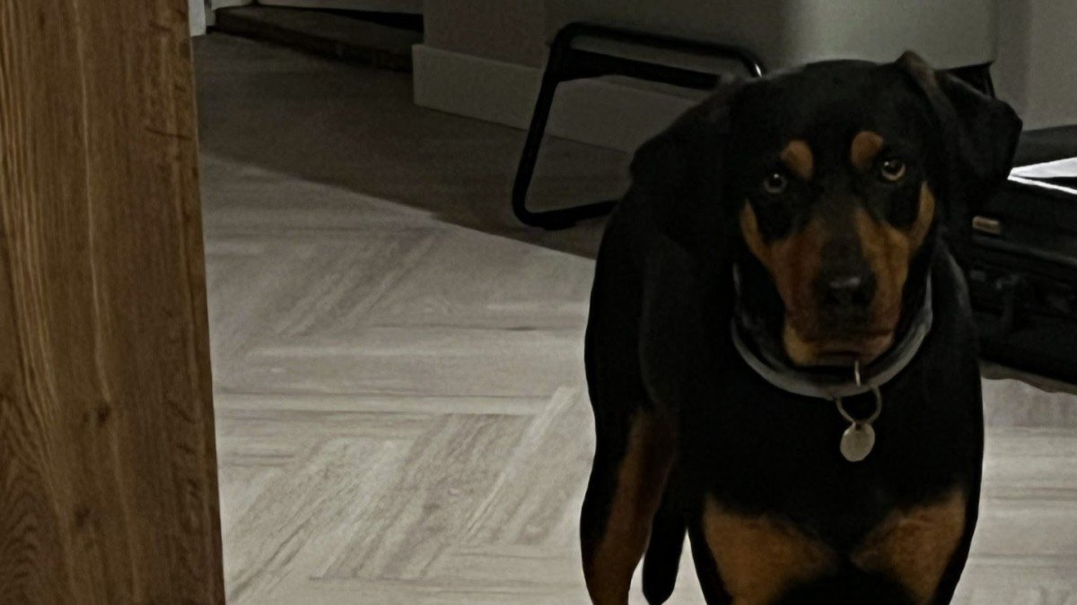 Rudi