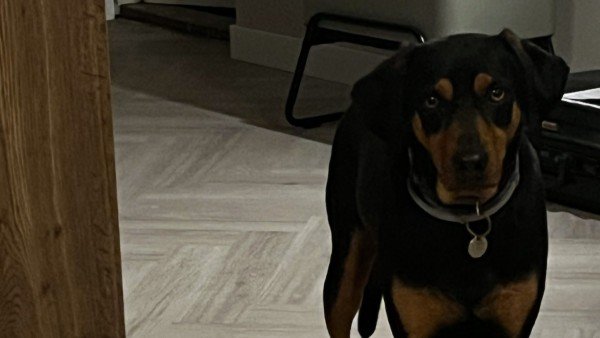 Rudi