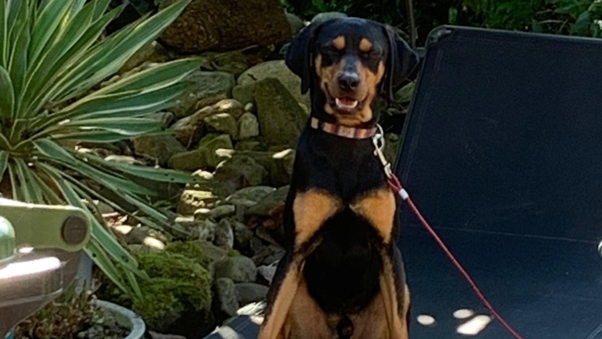 Rudi
