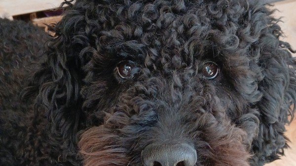 Piet