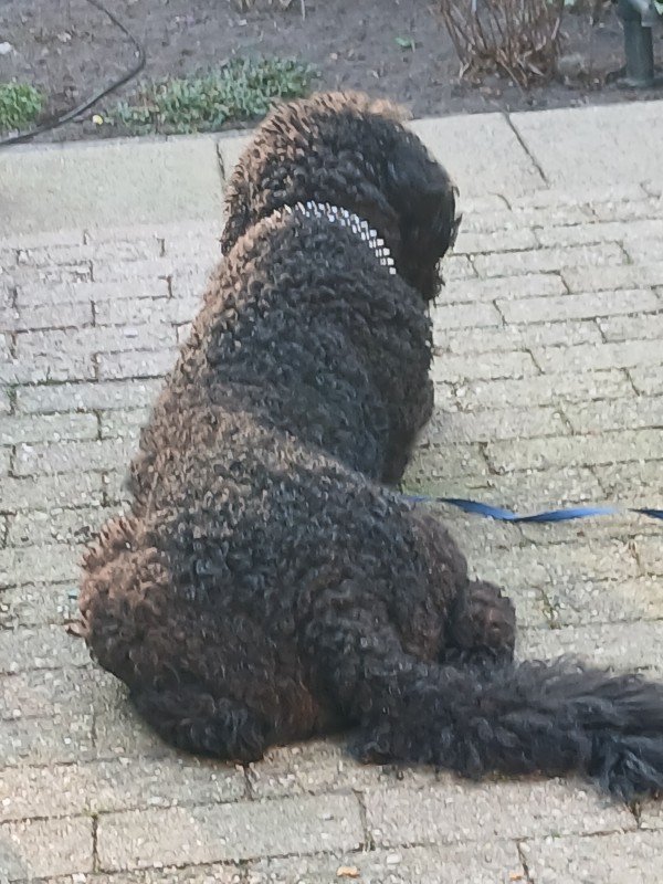 Piet