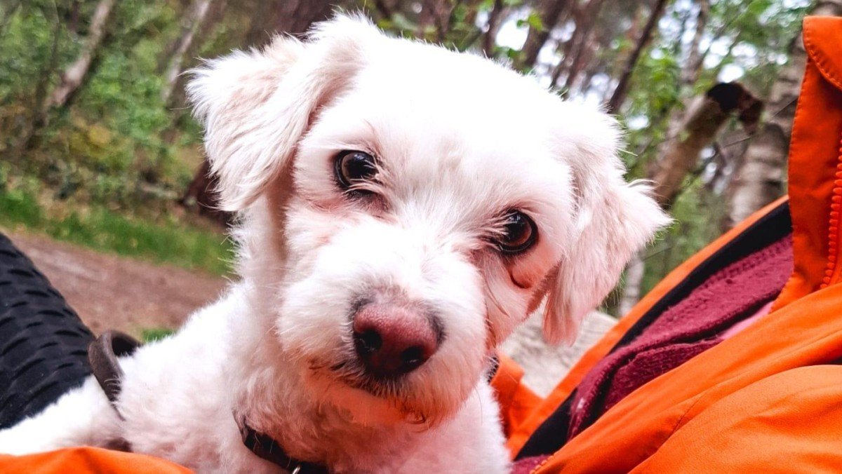 Cloë