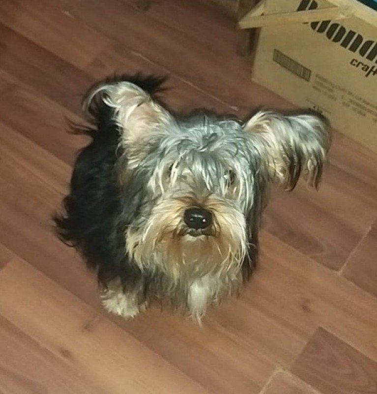 Oscar