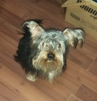 Oscar