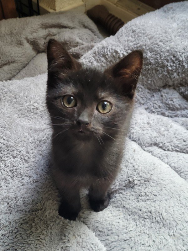 Minnie