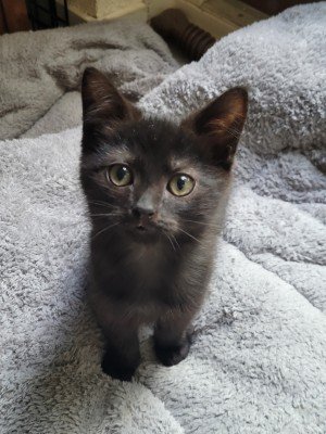 Minnie