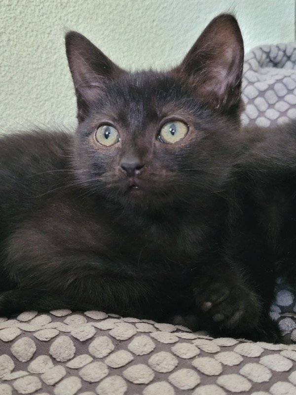 Minnie