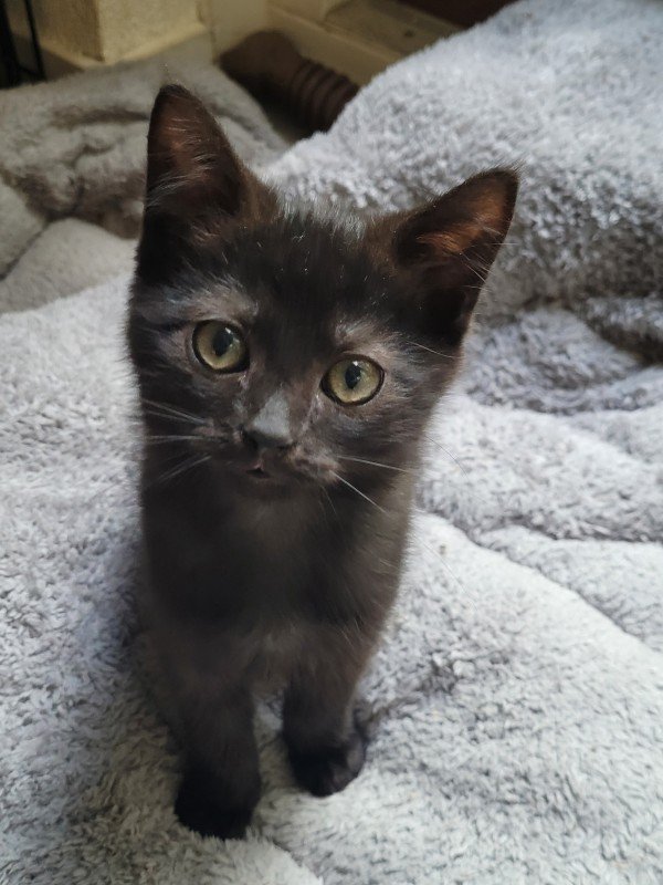 Minnie