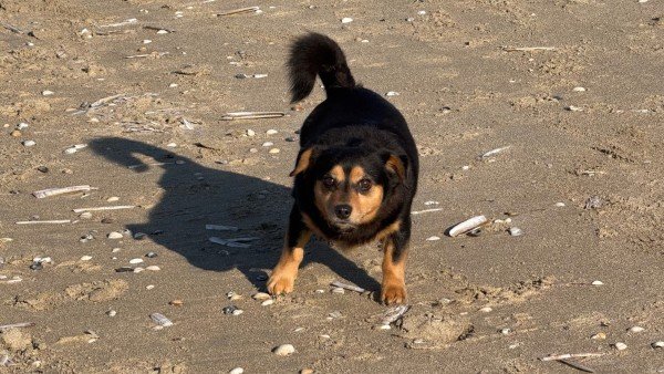 Pip