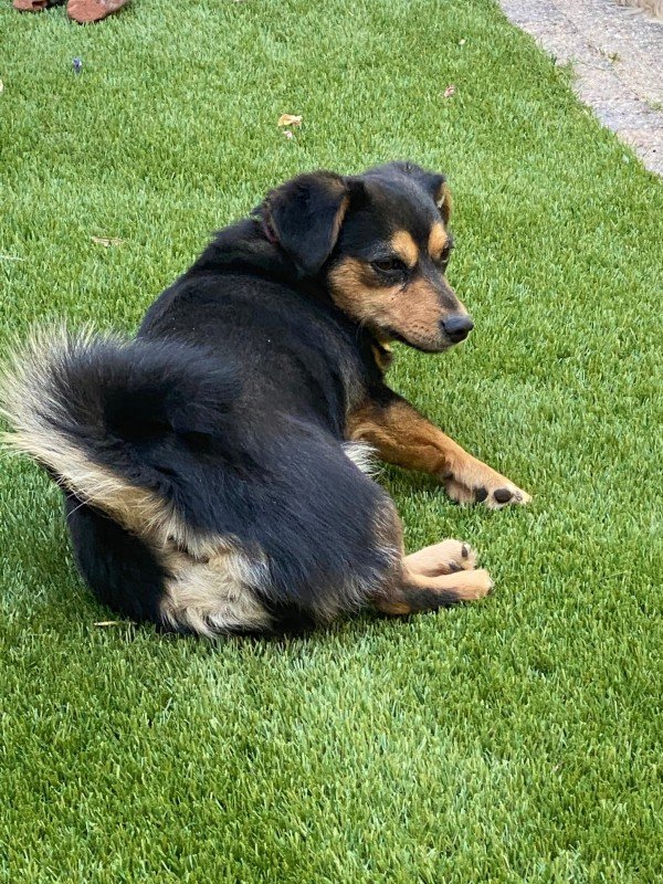 Pip