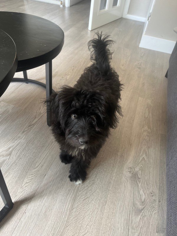 Harvey