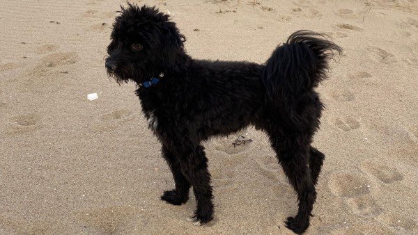 Harvey