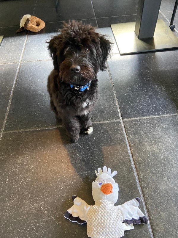 Harvey