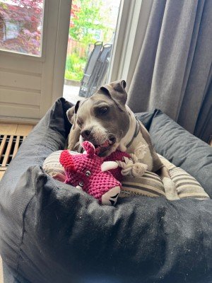 Nala