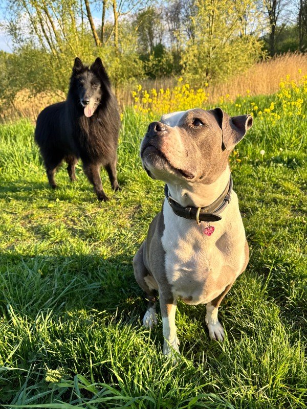 Nala