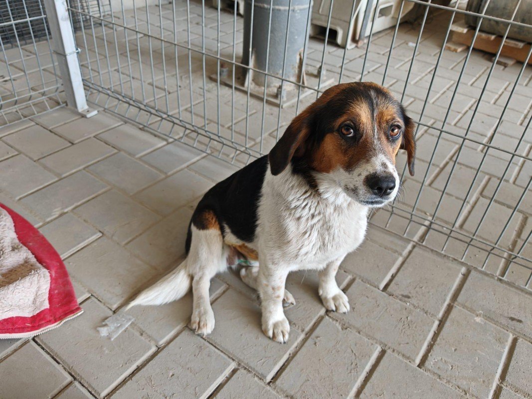 Beagy