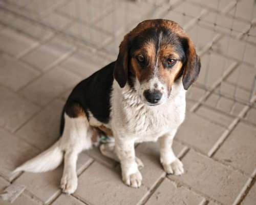 Beagy