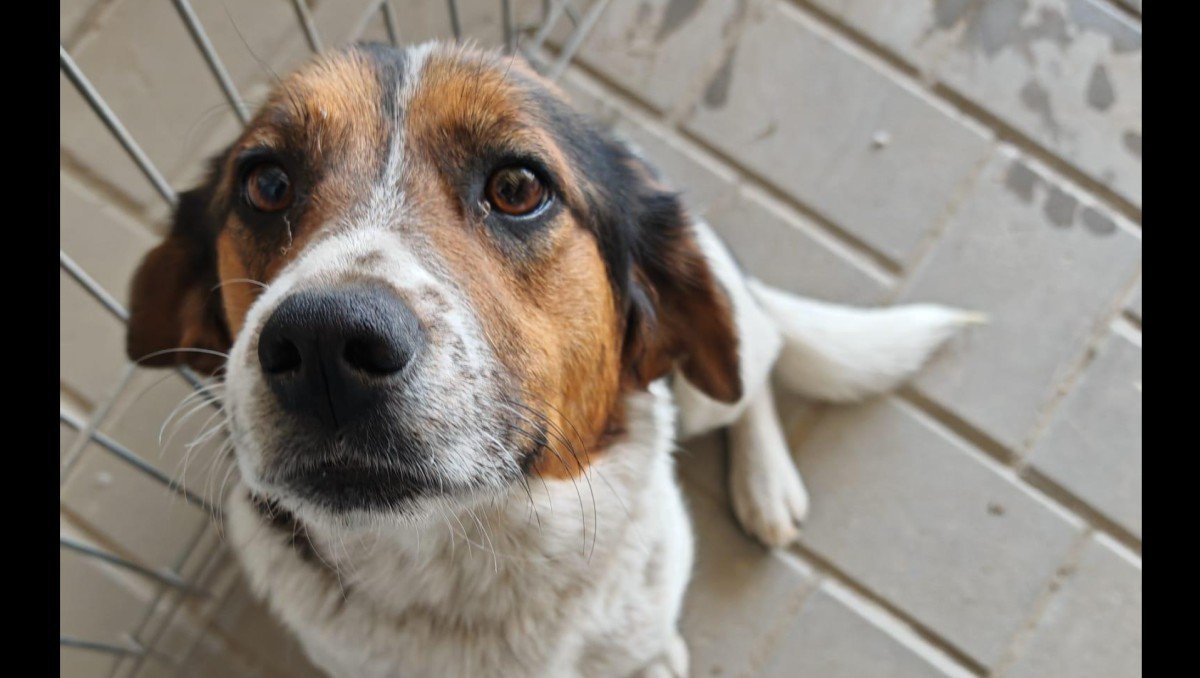 Beagy