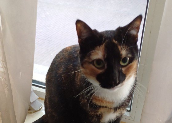 Millie