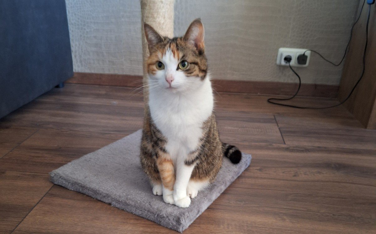 Muppie