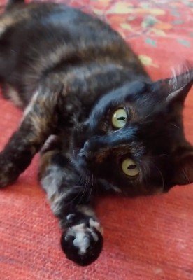Luna