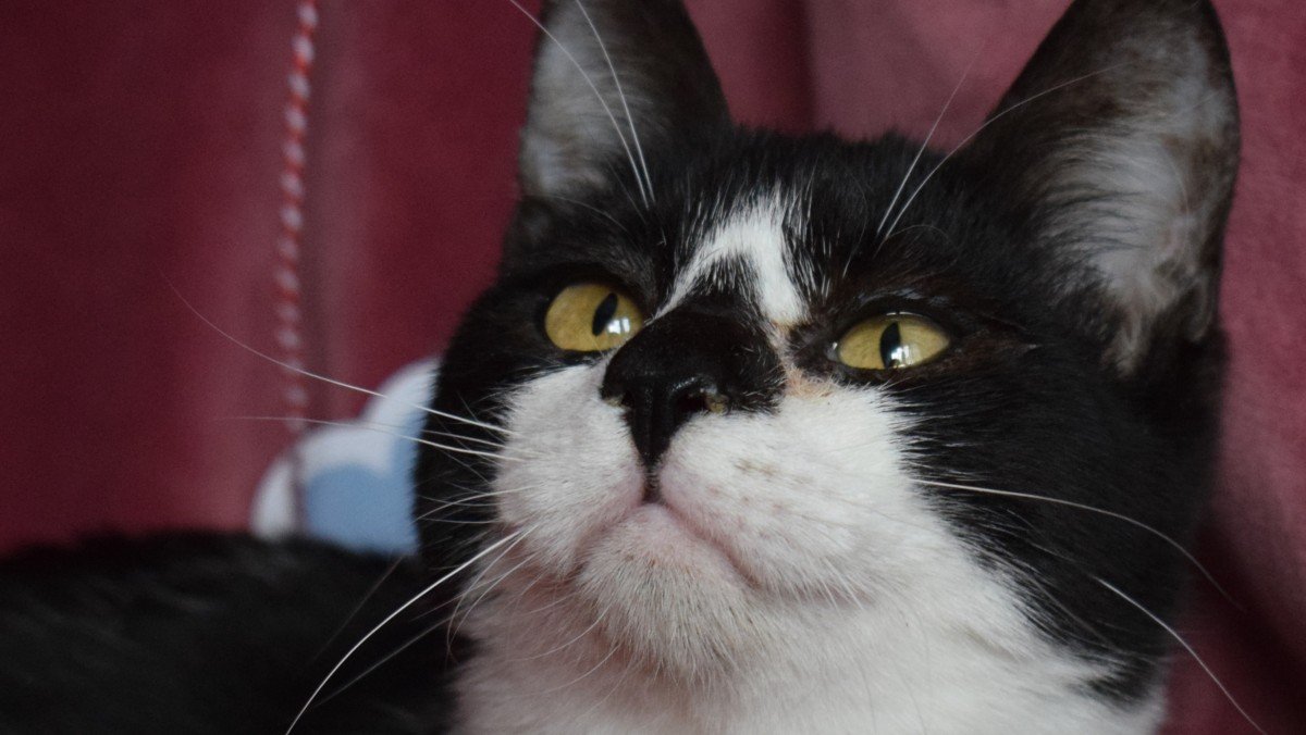 Tom