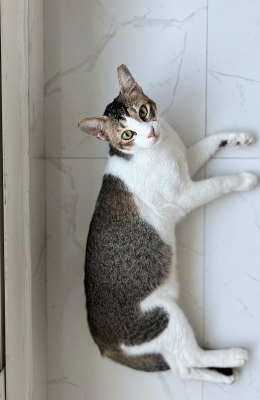 Tango