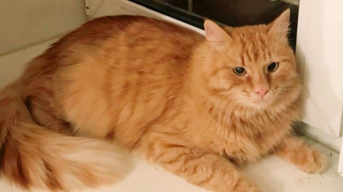 Simon
