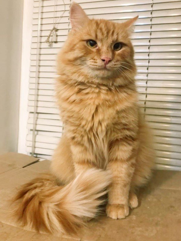 Simon