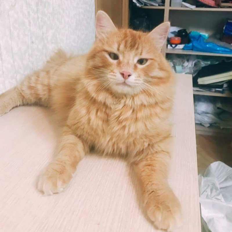 Simon