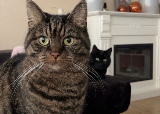 Daisy & Toby