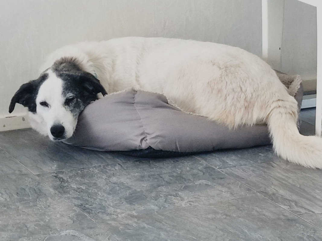 Pina