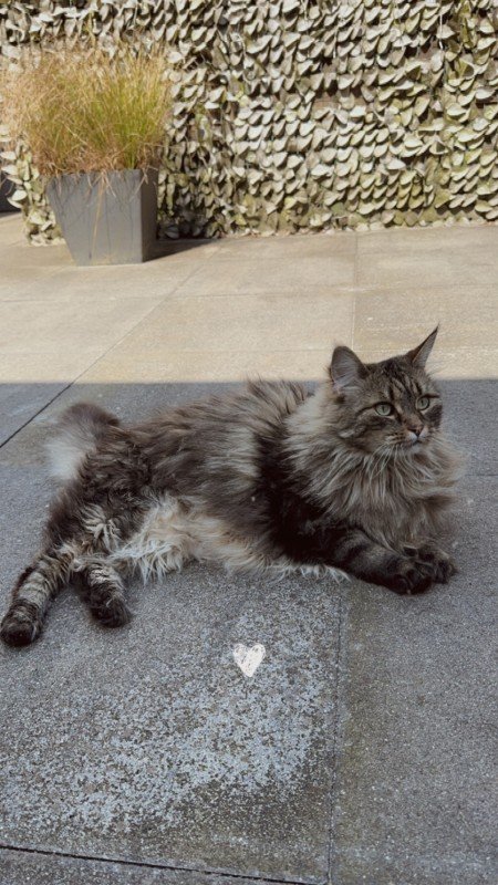 Gizmo (Gizzy)