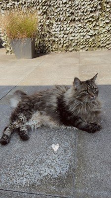 Gizmo (Gizzy)