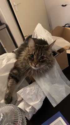 Gizmo (Gizzy)