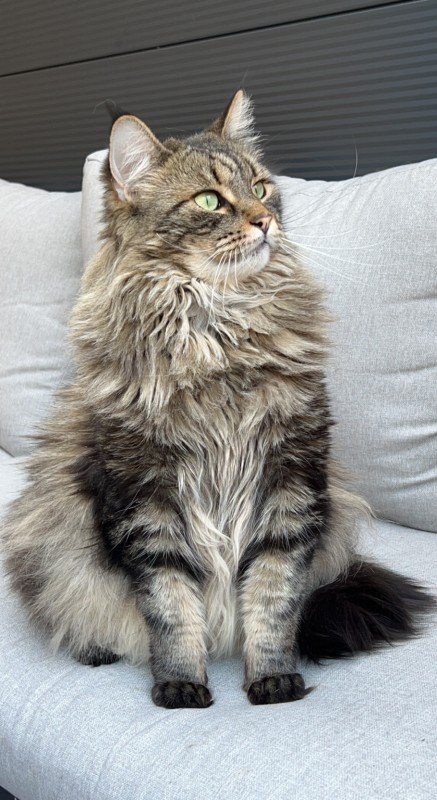 Gizmo (Gizzy)