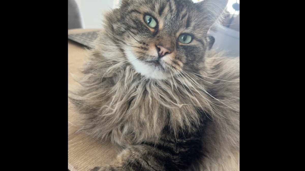 Gizmo (Gizzy)