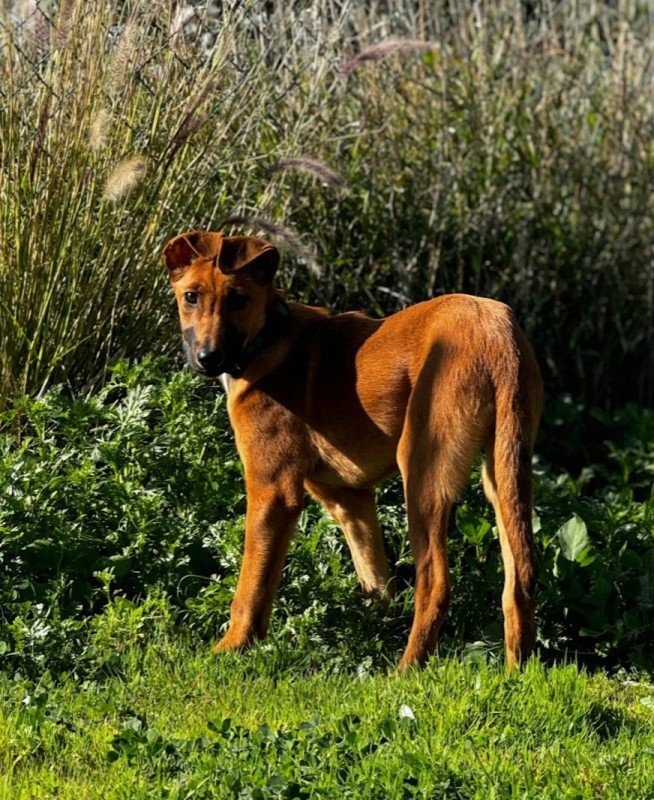 Bambi