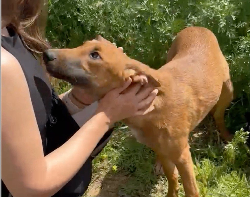 Bambi