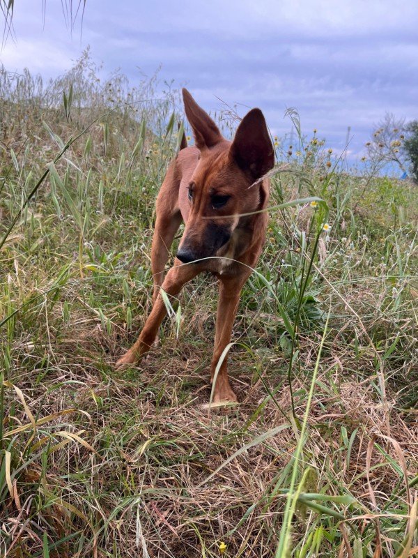 Bambi