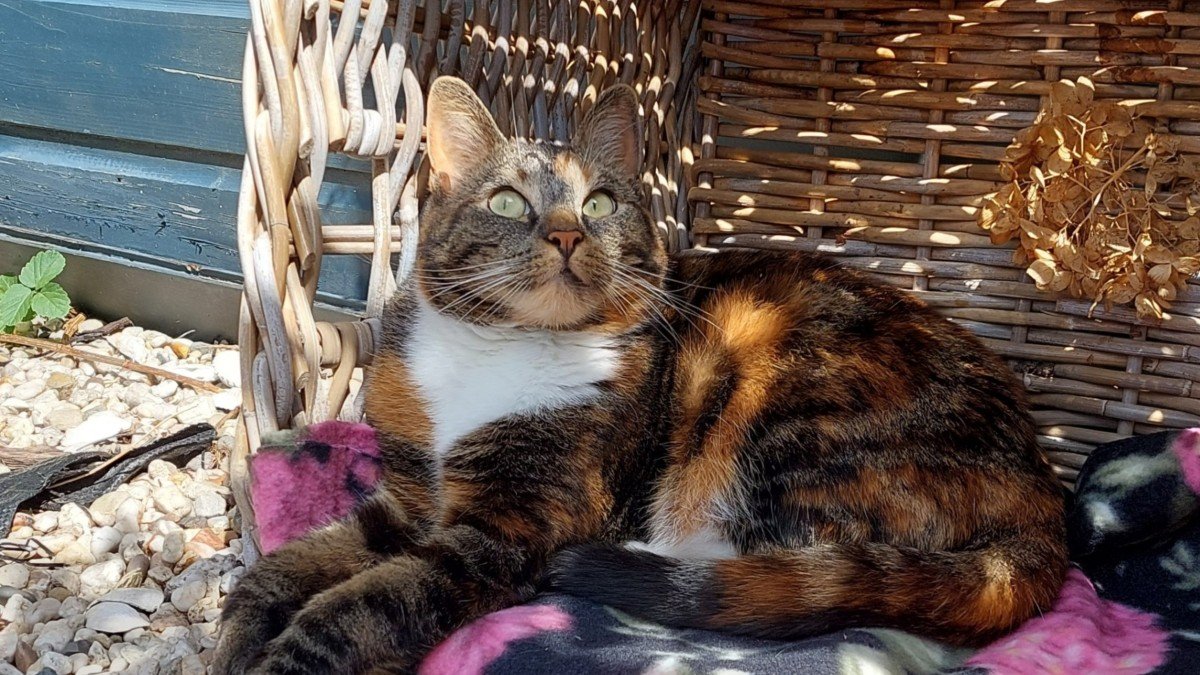 *SPOED* Bibi