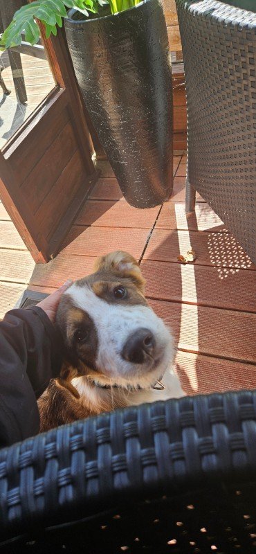 Milo