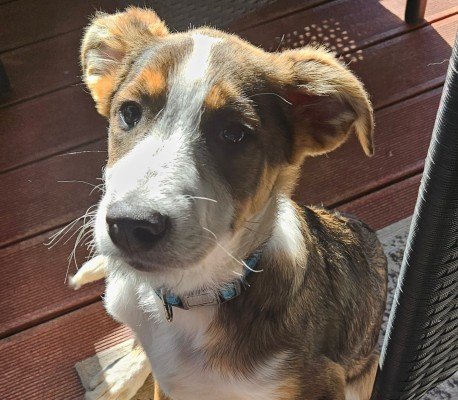 Milo
