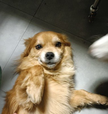 Teddy