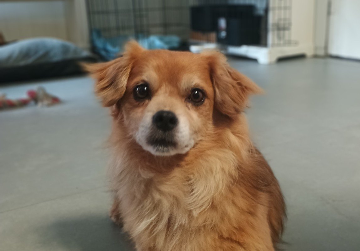 Teddy