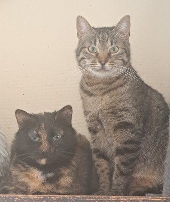 Tigri