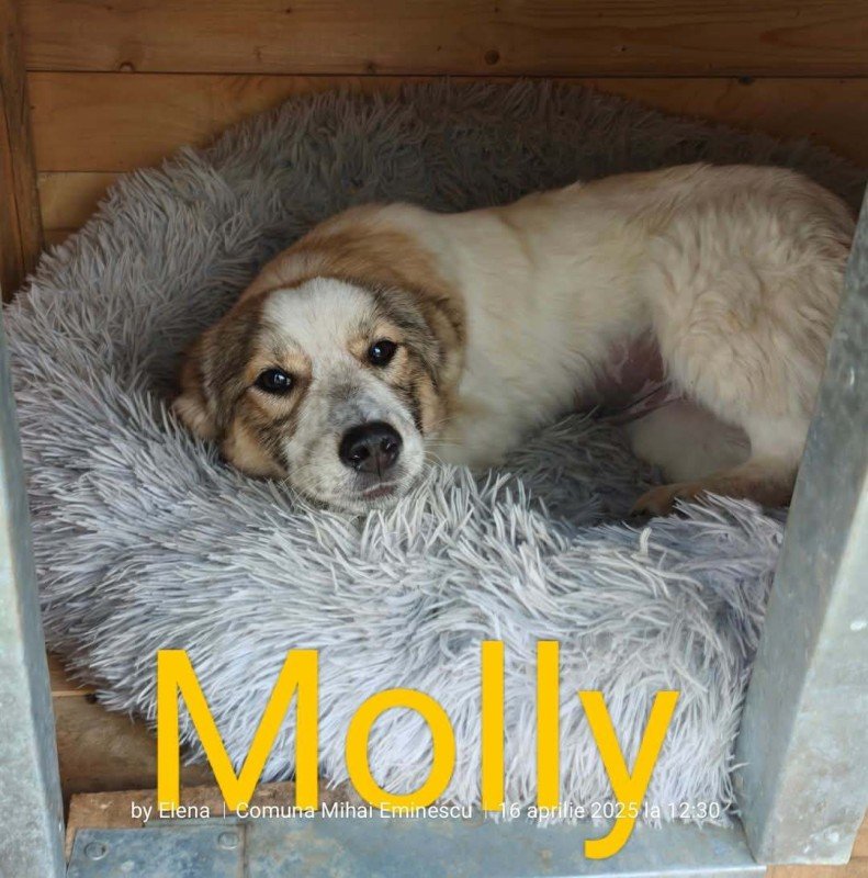 Molly