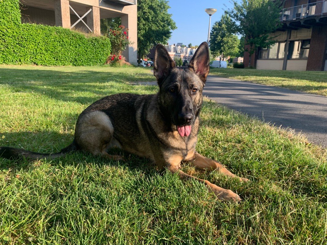 Bella
