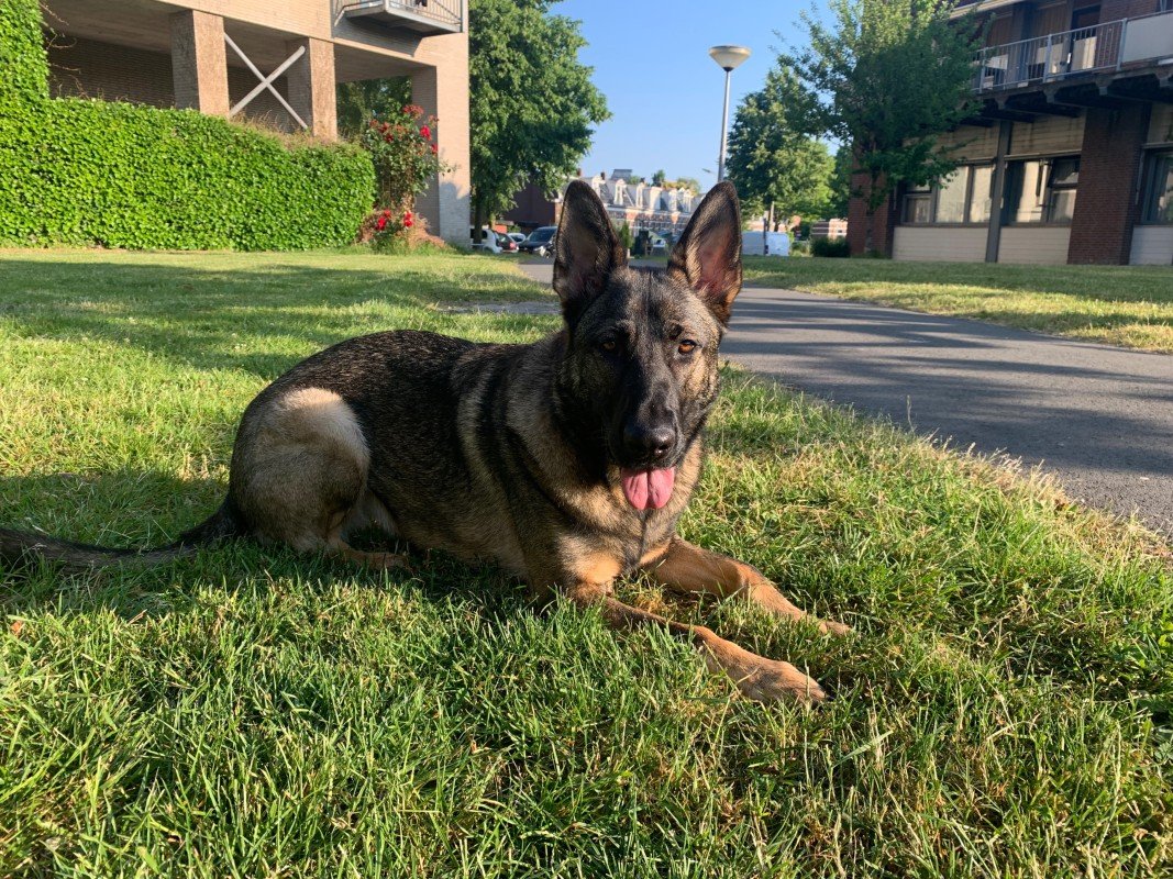 Bella