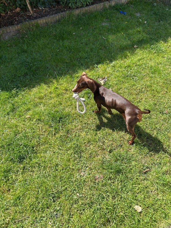 Babette